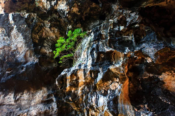 Árbol Verde Crece Precipicio —  Fotos de Stock