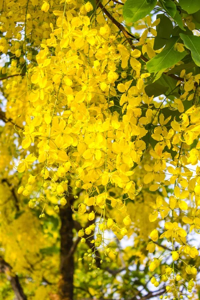 Albero Nazionale Della Thailandia Golden Shower Tree Art Print — Foto Stock