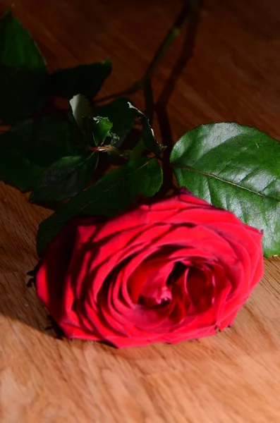 Red Rose Aufen Wooden Table — Stock Photo, Image