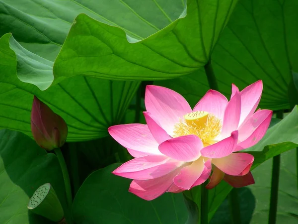 Lily Lotus Flower Pond Flora — Stock Photo, Image