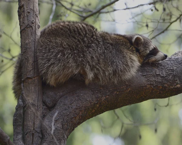 Procione Animale Predatore Mammifero Animale — Foto Stock