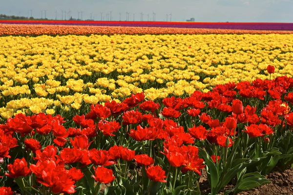 Okvětní Lístky Tulipánů Jarní Flóra — Stock fotografie