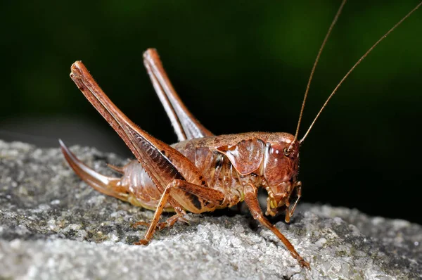 Cricket Grasshopper Insect Nature — Stock Photo, Image