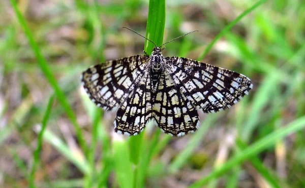 Gros Plan Bug Nature Sauvage — Photo