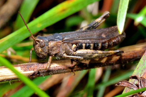 Ακρίδα Έντομο Bug Κρίκετ — Φωτογραφία Αρχείου