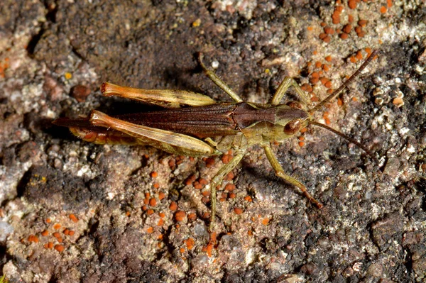 Close Macro View Van Sprinkhaan Insect — Stockfoto