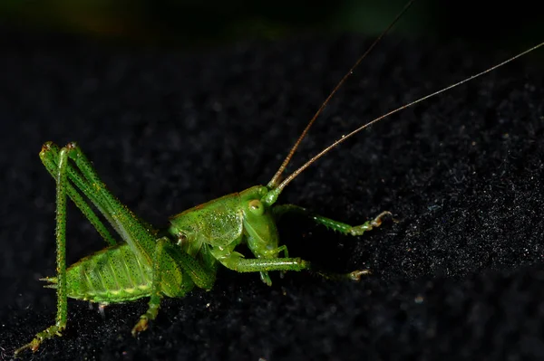 Sprinkhaneninsect Krekelwants — Stockfoto