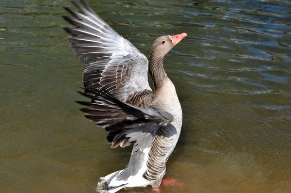 Scenic View Beautiful Bird Nature — Stock Photo, Image