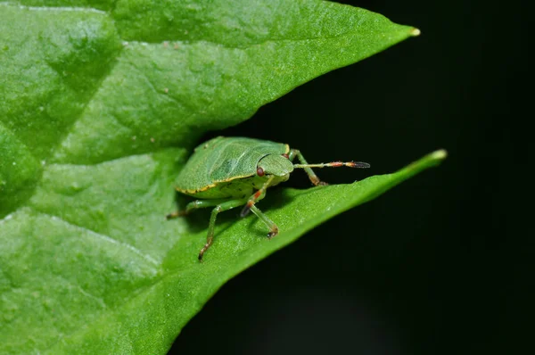 野生の自然界での虫の接近 — ストック写真