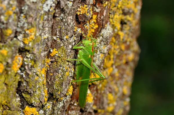 Insecte Sauterelle Insecte Prieur Invertébré — Photo