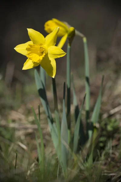 Vackra Blommor Blommigt Koncept Bakgrund — Stockfoto