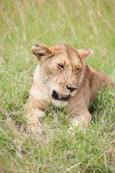 Lion Roi Dans Savane Afrique — Photo