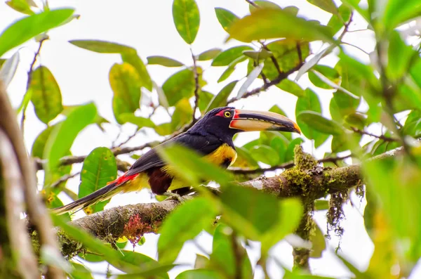 Schilderachtig Uitzicht Prachtige Vogel Natuur — Stockfoto