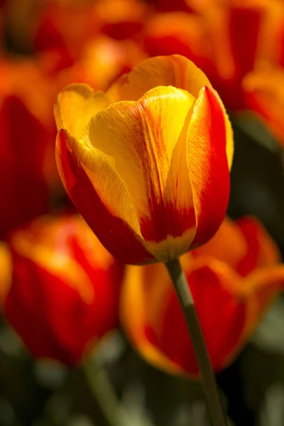 Tulipes Fleur Floraison Printanière — Photo