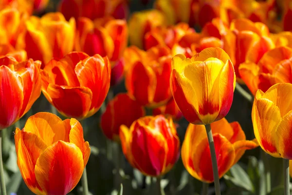 Tulpaner Blomma Vår Flora — Stockfoto