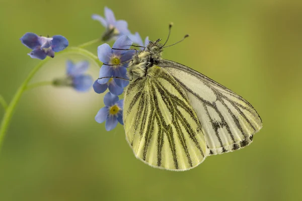 Vue Rapprochée Beau Papillon Coloré — Photo