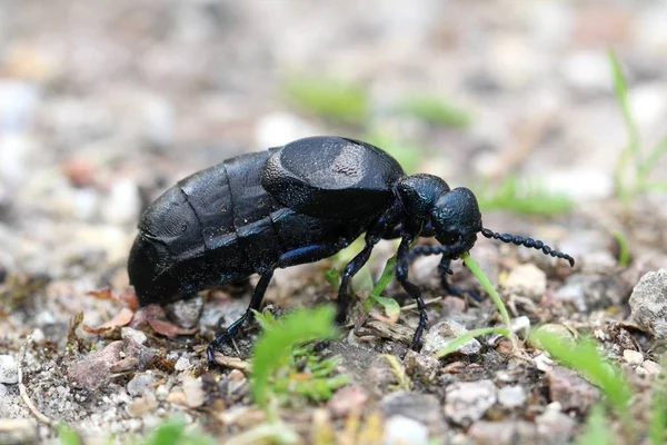 约3厘米长的蓝黑色石油甲虫 — 图库照片