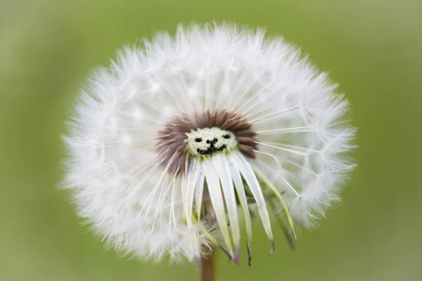 Belle Vue Sur Fleur Naturelle Pissenlit — Photo