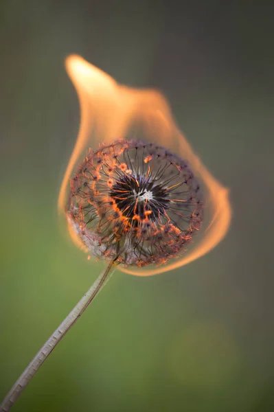 Sluiting Van Paardebloemen Weide Overdag — Stockfoto