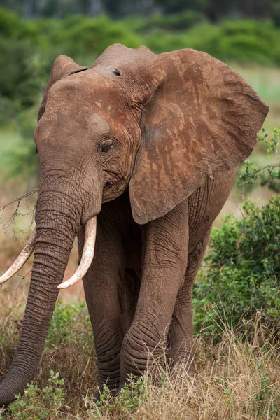 Elefante Savana África — Fotografia de Stock