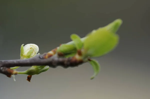 Schöne Flora Garten Natur — Stockfoto