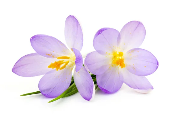 Crocus Sfondo Bianco Fiori Freschi Primaverili — Foto Stock