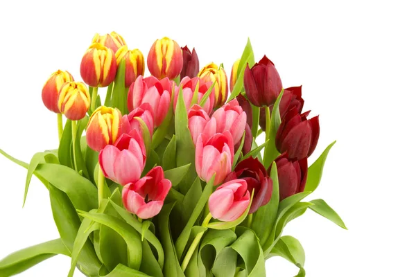 Tulpen Blühen Frühlingsflora — Stockfoto