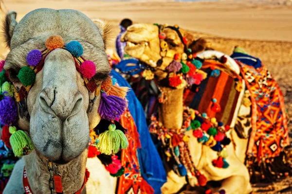 Rest Desert Camel Trip Egypt — Stock Photo, Image