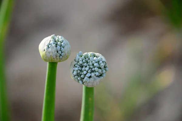 Onion Seeds Wild Plant Flora — Stock Photo, Image