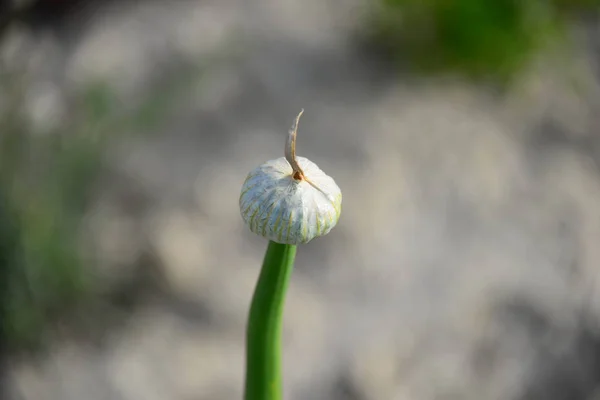 Zwiebelsamen Wildpflanzenflora — Stockfoto