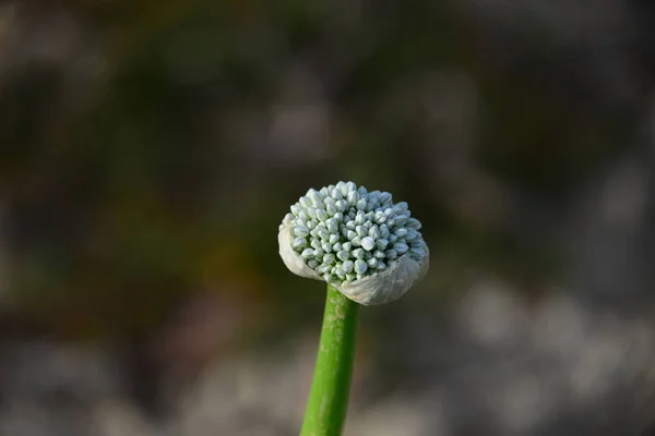 Nasiona Cebuli Dzika Flora Roślinna — Zdjęcie stockowe