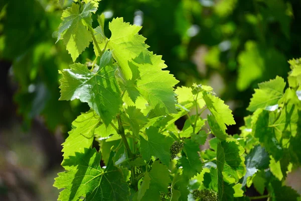 Uvas Pequeñas Árboles Tierras Cultivo —  Fotos de Stock