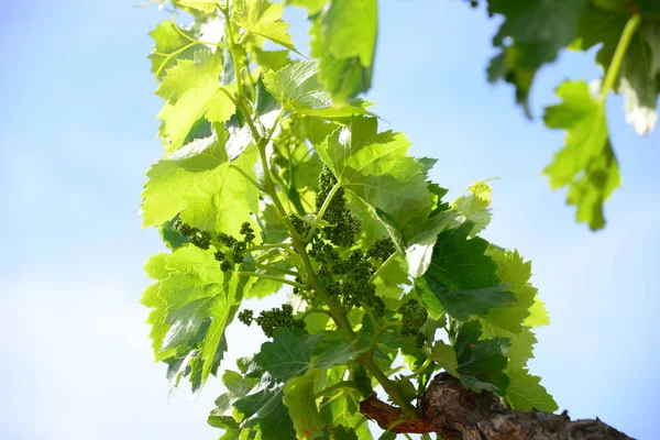 Виноградна Лоза Зелене Листя Дереві — стокове фото