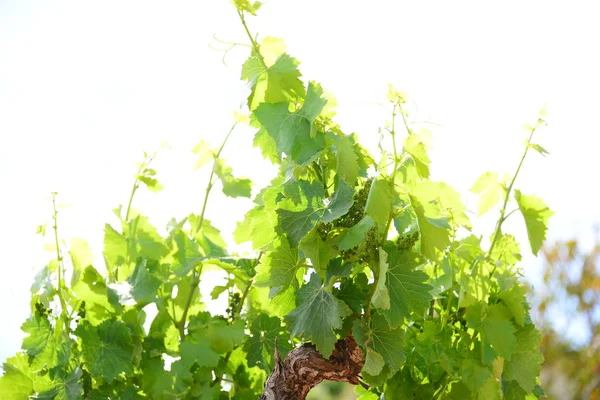 Vigne Feuilles Vertes Sur Arbre — Photo