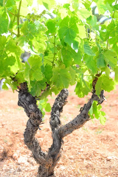 Hroznové Víno Zelené Listy Stromě — Stock fotografie