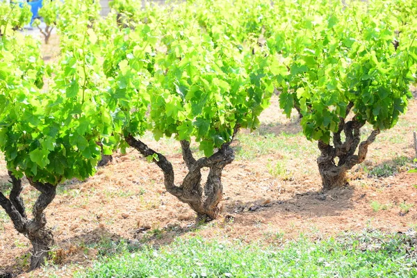 Vigne Feuilles Vertes Sur Arbre — Photo