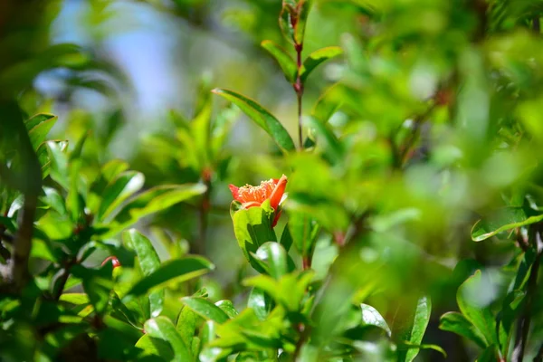 ザクロの花木 — ストック写真