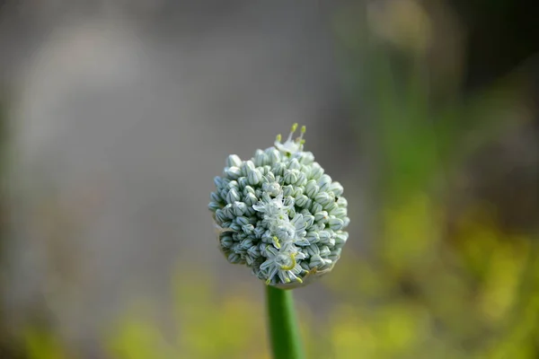 Nasiona Cebuli Dzika Flora Roślinna — Zdjęcie stockowe