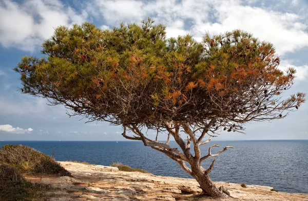 Schöne Natur Malerischer Hintergrund — Stockfoto