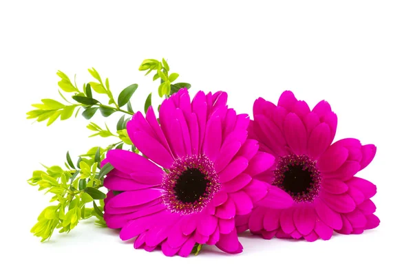 Beautiful Gerbera Daisy Flower Petals — Stock Photo, Image