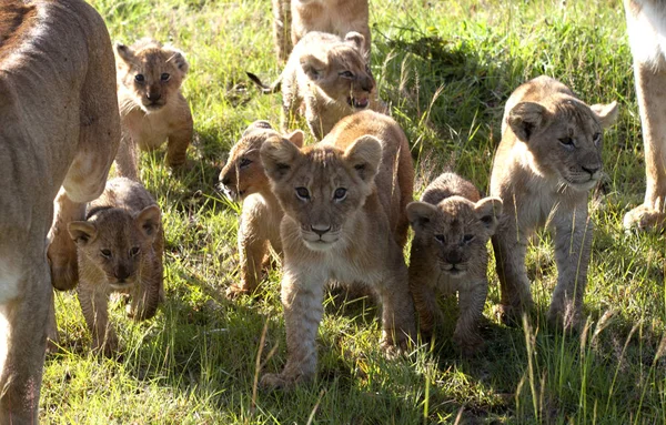 Löwenräuber Wilde Raubkatze — Stockfoto