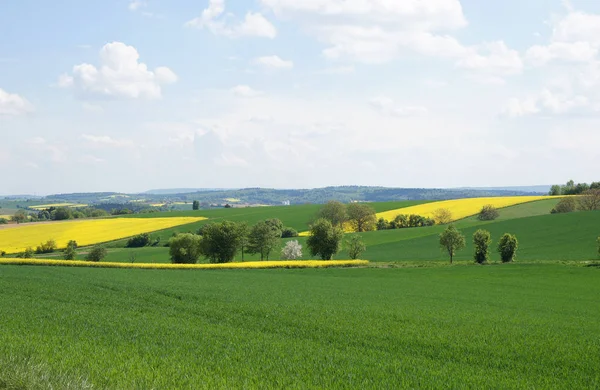 Pole Řepky Žluté Rostliny — Stock fotografie