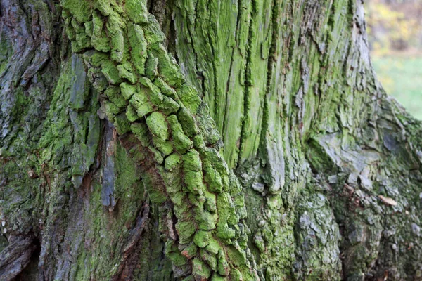 Casca Descolorida Verde Tronco Árvore — Fotografia de Stock