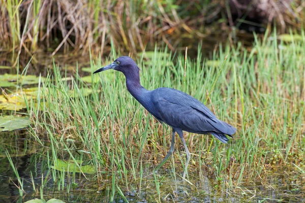 Aussichtsreicher Blick Auf Den Reiher Der Natur — Stockfoto