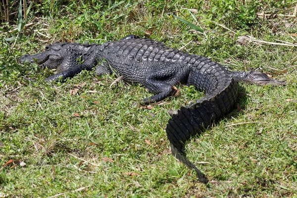 Krokodillen Het Wild Gevaarlijk Reptielenroofdier — Stockfoto