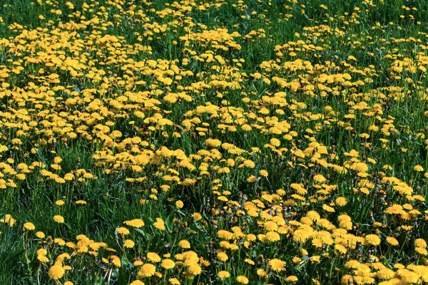 Äng Full Unga Maskrosor — Stockfoto