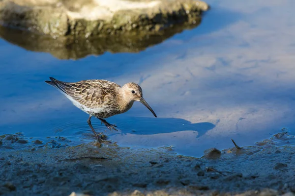 Strandläufer Ufer Auf Nahrungssuche — Stockfoto