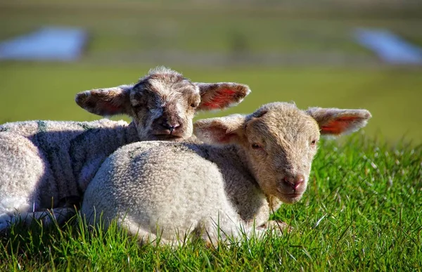 Lamm Deich Westerhever Eiderstedt — Stockfoto