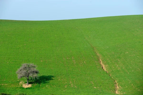 Baum Allein Auf Dem Feld — Stockfoto