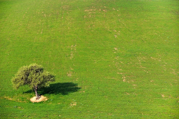 Kırsalda Yapayalnız Ağaç — Stok fotoğraf